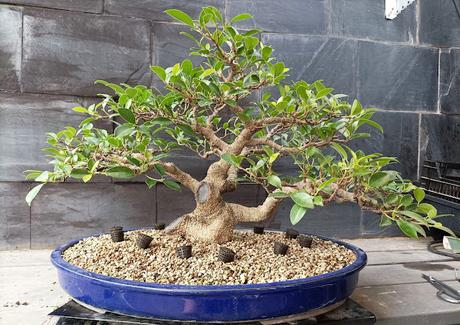 Mis bonsais en 2021  - LOS BONSAIS I