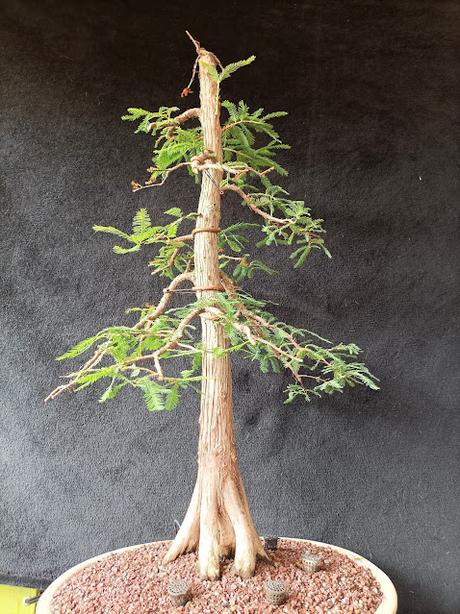 Mis bonsais en 2021  - LOS BONSAIS I