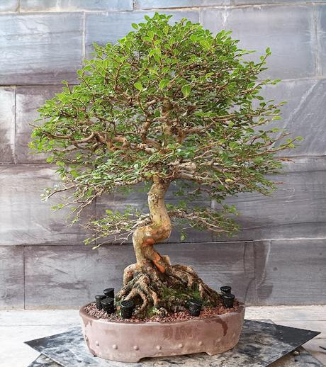 Mis bonsais en 2021  - LOS BONSAIS I
