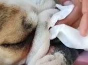 Como limpio arrugas bulldog ingles