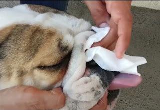 Como limpio las arrugas de mis bulldog ingles