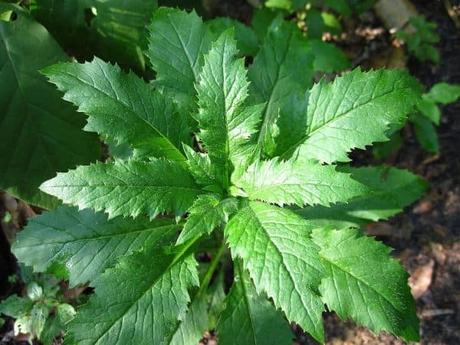 Epazote, una planta medicinal con propiedades para regular el colesterol 6 propiedades del epazote