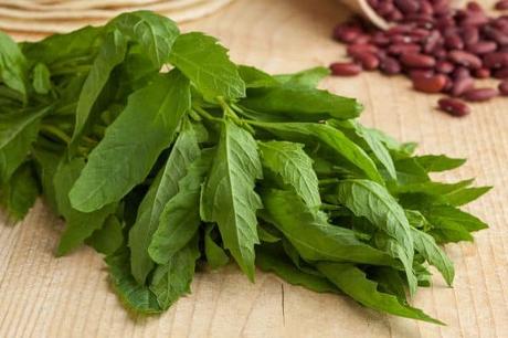 Epazote, una planta medicinal con propiedades para regular el colesterol 7 para que sirve el epazote