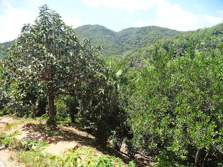 SEYCHELLES : LA RESERVA NATURAL DEL COCO DE MAR EN PRASLIN SEYCHELLES : LA RESERVA NATURAL DEL COCO DE MAR EN PRASLIN