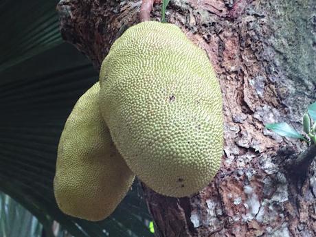 SEYCHELLES : LA RESERVA NATURAL DEL COCO DE MAR EN PRASLIN SEYCHELLES : LA RESERVA NATURAL DEL COCO DE MAR EN PRASLIN