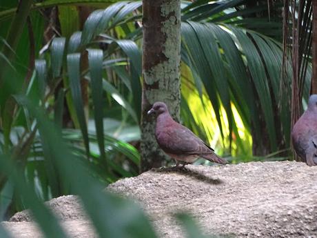 SEYCHELLES : LA RESERVA NATURAL DEL COCO DE MAR EN PRASLIN SEYCHELLES : LA RESERVA NATURAL DEL COCO DE MAR EN PRASLIN