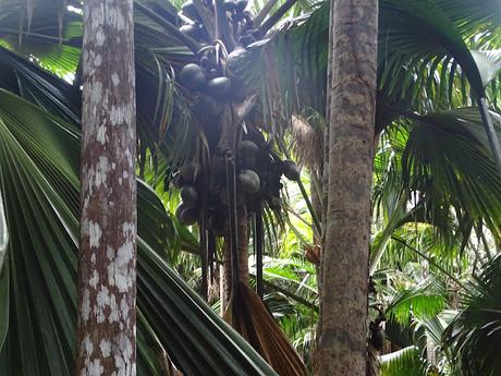 SEYCHELLES : LA RESERVA NATURAL DEL COCO DE MAR EN PRASLIN SEYCHELLES : LA RESERVA NATURAL DEL COCO DE MAR EN PRASLIN