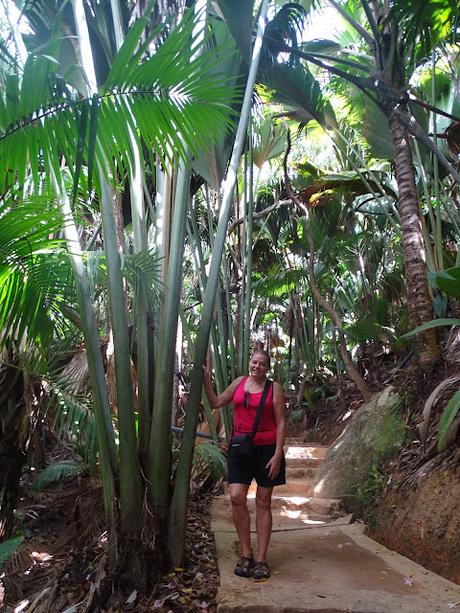 SEYCHELLES : LA RESERVA NATURAL DEL COCO DE MAR EN PRASLIN SEYCHELLES : LA RESERVA NATURAL DEL COCO DE MAR EN PRASLIN