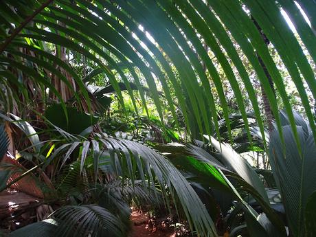 SEYCHELLES : LA RESERVA NATURAL DEL COCO DE MAR EN PRASLIN SEYCHELLES : LA RESERVA NATURAL DEL COCO DE MAR EN PRASLIN