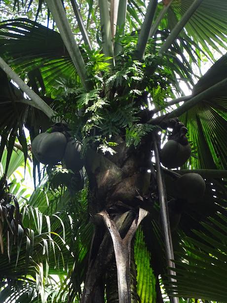 SEYCHELLES : LA RESERVA NATURAL DEL COCO DE MAR EN PRASLIN SEYCHELLES : LA RESERVA NATURAL DEL COCO DE MAR EN PRASLIN