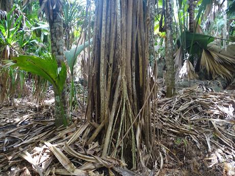 SEYCHELLES : LA RESERVA NATURAL DEL COCO DE MAR EN PRASLIN SEYCHELLES : LA RESERVA NATURAL DEL COCO DE MAR EN PRASLIN