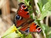 Mariposas octubre