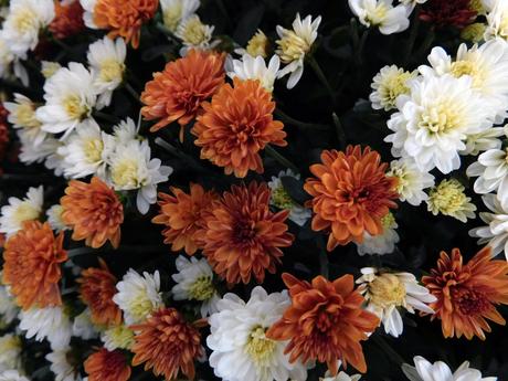 Crisantemo polifacético.