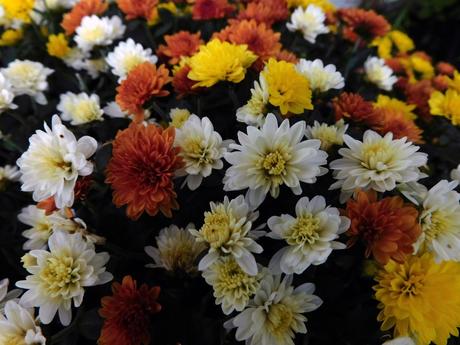 Crisantemo polifacético. Crisantemo polifacético.