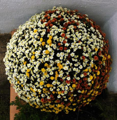 Crisantemo polifacético. Crisantemo polifacético.