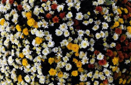 Crisantemo polifacético. Crisantemo polifacético.