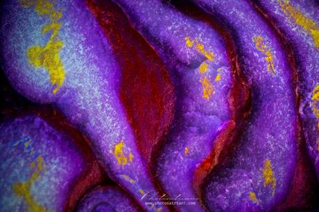 Il Venerdí di Photosatriani N.339