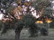 Ruta Nocturna Cornalvo
