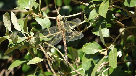 Libélula en el Camí del Torrent Caganell