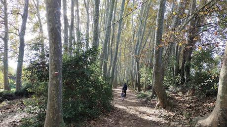 Paseo de los plataneros