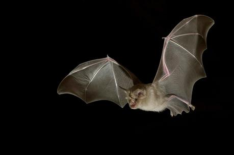 El virus COVID-19: ¿natural o creado?