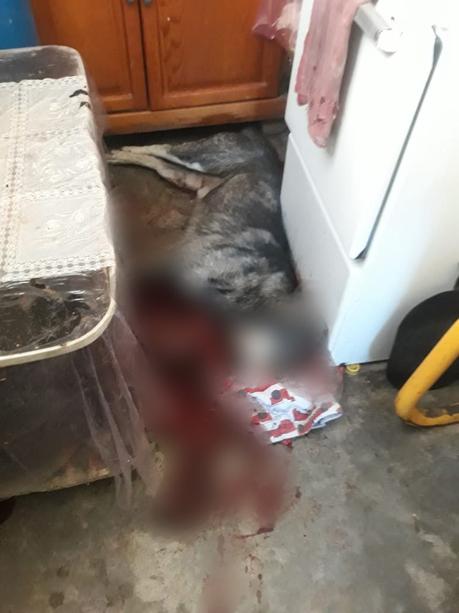 Apuñalan a perro al norte de la Capital, ya se investiga el caso