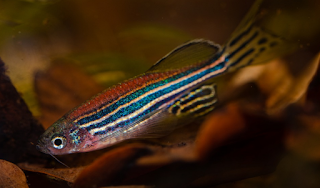 El pez cebra ayuda al conocimiento sobre la visión del color.