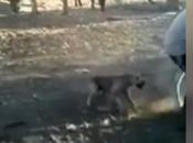 (video) Jóvenes dedican torturar perros Salinas