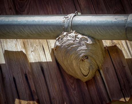 Cómo acabar con un avispero 2