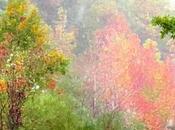 Otoño amigo