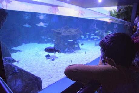 Atlantis Aquarium de madrid, un viaje a las profundidades sin salir del centro comercial.