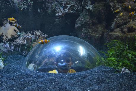 Atlantis Aquarium de madrid, un viaje a las profundidades sin salir del centro comercial.