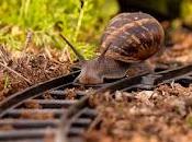 4.773 caracol...