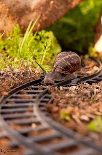 4.773 - UN CARACOL...