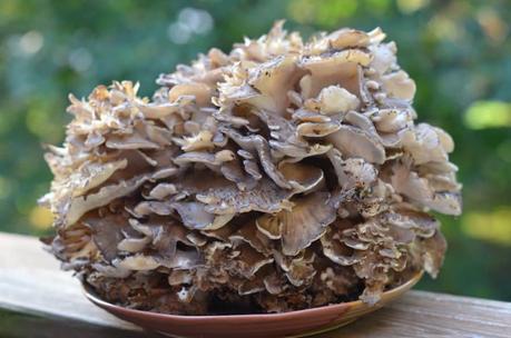 Maitake. Qué es esta seta y cuáles son sus propiedades 1 maitake