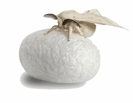 La Serrapeptasa y Sus Propiedades