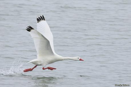 Visitando Balneario Los Pocitos