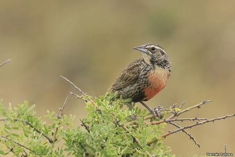 Visitando Balneario Los Pocitos