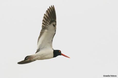 Visitando Balneario Los Pocitos