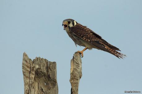 Visitando Balneario Los Pocitos