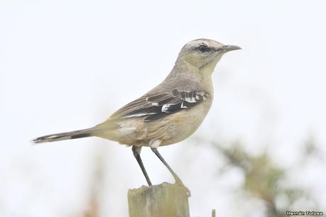 Visitando Balneario Los Pocitos