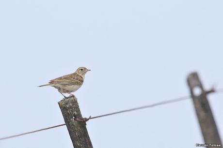 Visitando Balneario Los Pocitos
