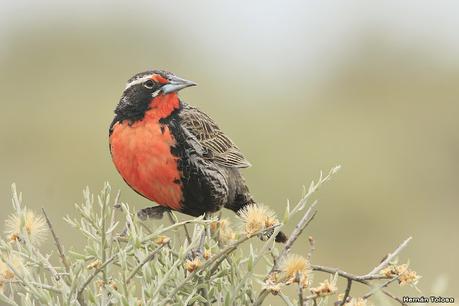 Visitando Balneario Los Pocitos