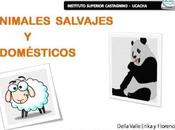 Animales salvajes domésticos
