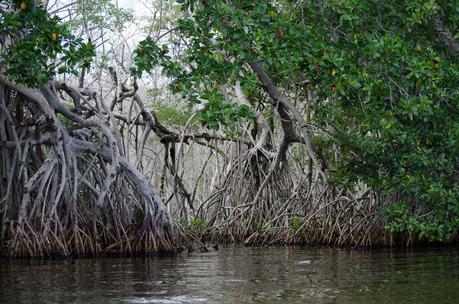 Fábula: Vida de quimera La Ciénaga Grande: ¿por qué la laguna costera más grande de Colombia está en peligro?