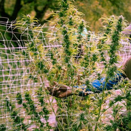 Los españoles y el CBD aceite de cbd planta