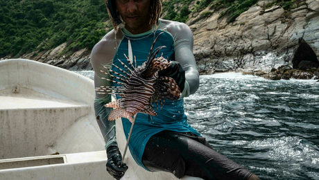 Guerra al pez león, un terror en los mares de #Venezuela Guerra al pez león, un terror en los mares de #Venezuela