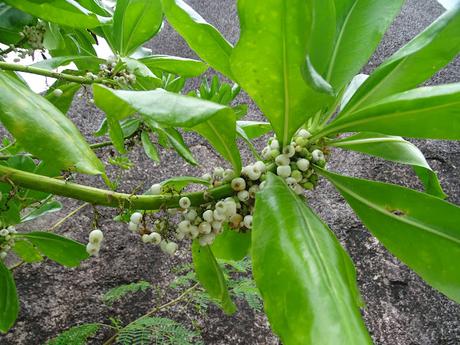 SEYCHELLES : ANSE SOURCE D'ARGENT, LA PLAYA MÁS DESEADA SE ENCUENTRA EN LA DIGUE SEYCHELLES : ANSE SOURCE D'ARGENT, LA PLAYA MÁS DESEADA SE ENCUENTRA EN LA DIGUE
