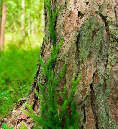 Licopodio. Propiedades de la planta y para qué sirve 3 licopodio planta