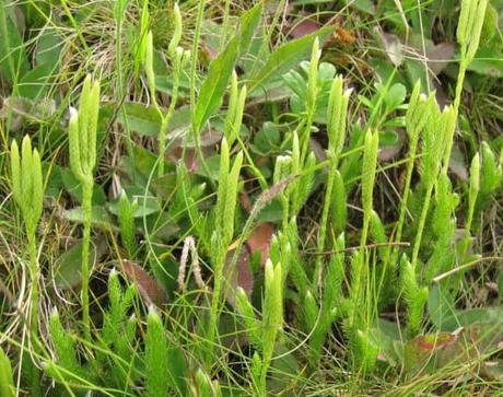 licopodio propiedades